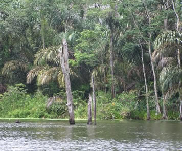 Tamarindo Costa Rica Estuary